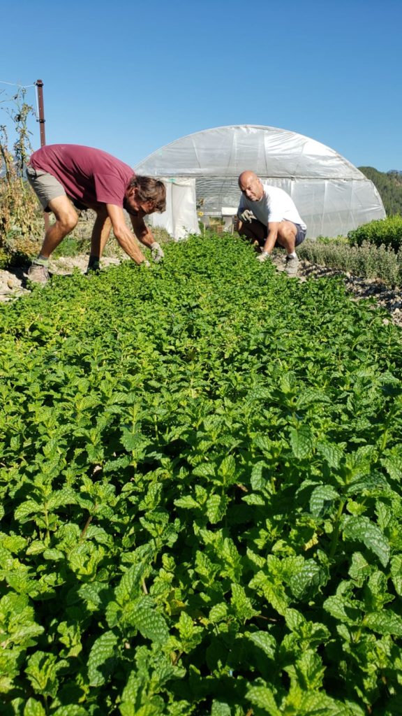 fraiche des baronnies